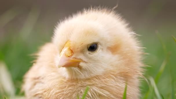 Hlava malé novorozené drůbeže kuřecí kuře na zeleném travnatém pozadí. Koncept tradičního velikonočního ptáka, jarní oslava. — Stock video