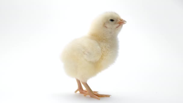 Μικροσκοπικό νεογέννητο κοτόπουλο κοτόπουλο σε ανοιχτό λευκό φόντο στούντιο. Έννοια της παραδοσιακής πασχαλινό πουλί, γιορτή της άνοιξης. Μεμονωμένο αντικείμενο, ιδανικό για έργα. — Αρχείο Βίντεο