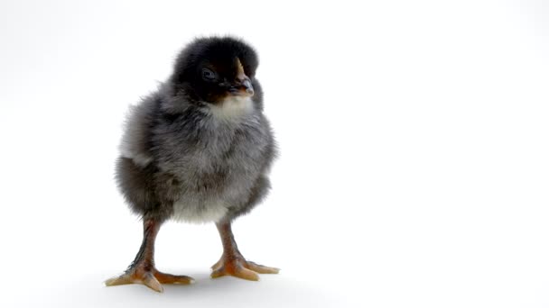 Μικρό νεογέννητο μαύρο κοτόπουλο γκόμενα στο φως λευκό στούντιο φόντο. Έννοια της παραδοσιακής πασχαλινό πουλί, γιορτή της άνοιξης. Μεμονωμένο αντικείμενο, ιδανικό για έργα. — Αρχείο Βίντεο