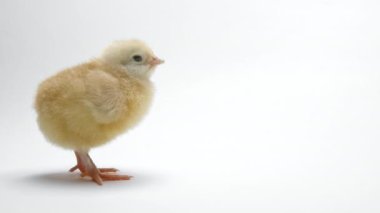 Açık beyaz stüdyo arka planında yeni doğmuş tavuk yavrusu. Geleneksel Paskalya kuşu kavramı, bahar kutlaması. Ayrı nesne, projeler için mükemmel.