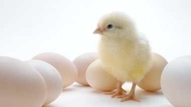 Newborn chick among eggs. Baby little chicken calls mother, isolated on white studio background. Concept of traditional bird, spring celebration. Symbol of happy Easter. 