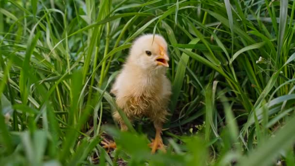 Winzige neugeborene Hühnerküken auf grünem Gras inmitten blühender Löwenzahne, frischer Hintergrund. Konzept des traditionellen Ostervogels, Frühlingsfest. — Stockvideo