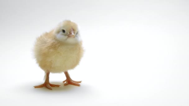 Little baby newborn chicken chick on light white studio background. Concept of traditional easter bird, spring celebration. Isolated object, perfect for projects. — Stok video