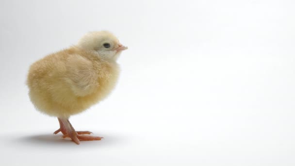 Little baby newborn chicken chick on light white studio background. Concept of traditional easter bird, spring celebration. Isolated object, perfect for projects. — Stockvideo