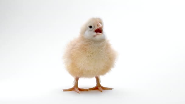 Kisbaba újszülött csirke, világos fehér stúdió háttérrel. Fogalom a hagyományos húsvéti madár, tavaszi ünneplés. Elszigetelt tárgy, tökéletes projektek. — Stock videók