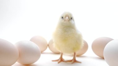 Yumurtaların arasında yeni doğmuş civciv. Beyaz stüdyo arka planında izole edilmiş bebek tavuk anası. Geleneksel kuş kavramı, bahar kutlaması. Mutlu Paskalyanın sembolü. 