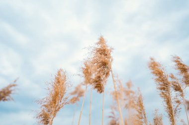 Açık renkli kuru kamış gölde esiyor. Pampas otu. İnanılmaz doğal altyapı, altın saat.