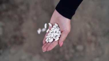 Çiğ beyaz fasulye tutan dişi çiftçi baharda sebze bahçesine tohum döküyor. Organik tarım ve bahçıvanlık, tarım, beslenme konsepti. Vejetaryenler için protein 