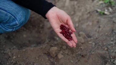 Baharda sebze bahçesine çiğ fasulye tohumu eken kadın çiftçi. Organik tarım ve bahçıvanlık, tarım kavramı. Yeşilleştirme ortamı, ekoloji