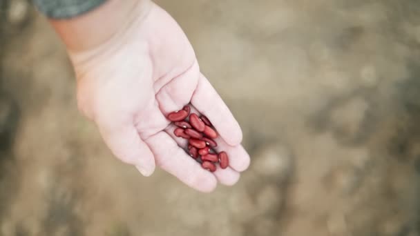 Mature woman-farmer sowing raw red kidney beans seeds in vegetable garden soil at springtime. Organic farming and gardening, agriculture concept. Greening environment, ecology — Wideo stockowe