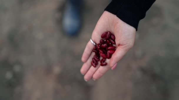 Woman farmer planting raw red kidney beans seeds in vegetable garden soil at springtime. Organic farming and gardening, agriculture concept. Greening environment, ecology — Stok video