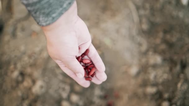 Mature woman-farmer sowing raw red kidney beans seeds in vegetable garden soil at springtime. Organic farming and gardening, agriculture concept. Greening environment, ecology — Stok Video