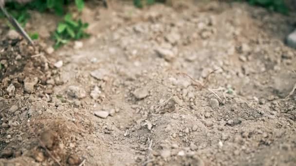 Tuinman schoffelt gaten in de grond met mattock, slow motion. Boer die in het veld werkt en in bedden graaft voor het planten van zaden. Landbouwconcept. Groener milieu, ecologie — Stockvideo