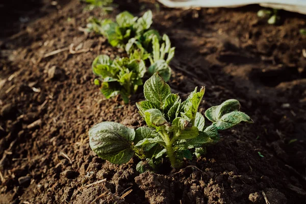 Planta de batata verde fresca crescendo no campo ou no jardim. Folhas de vegetal orgânico, início da estação de primavera. — Fotografia de Stock