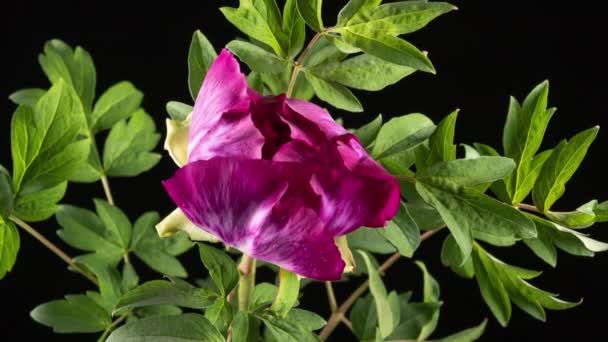 Voorjaar bloeitijd vervallen - roze bloemen van pioenroos bloesem op zwarte achtergrond. Macro bloeiende natuur uitzicht. Bloeiende, het openen van bloemblaadjes op grote knop — Stockvideo