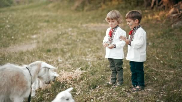 Ragazzi carini, fratelli bambini che trascorrono l'infanzia in campagna con capre domestiche di fattoria, animali al pascolo all'esterno. Conoscenza, prime impressioni, curiosità dei bambini — Video Stock