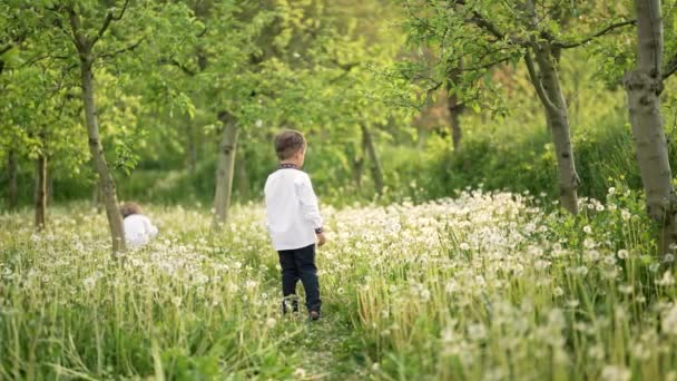 Pequeños chicos ucranianos en el jardín de dientes de león. Niños jugando juntos, recogiendo flores. Ucrania, hermanos, libertad, traje nacional, patriotas. — Vídeos de Stock