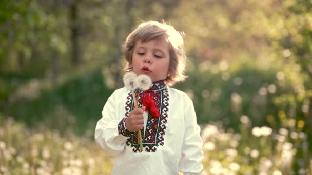 Kleine Oekraïense jongen die op paardenbloemen blaast in de lentetuin. Kind in traditioneel borduurwerk vyshyvanka shirt. Oekraïne, vrijheid, nationaal kostuum, gelukkige jeugd en toekomstig concept — Stockvideo