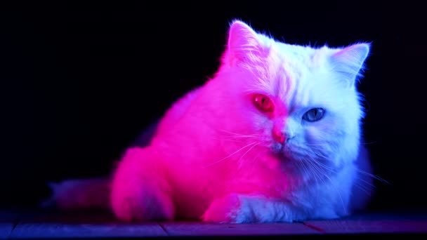 Estúdio Tiro Gato Incrível Fundo Preto Luz Néon Cor Engraçado — Vídeo de Stock