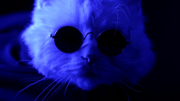 ラウンドアイウェアでクローズアップ猫の銃口 レッドブルーの警官の車の下で動物が光を点滅 グラマーふわふわのペット スタジオショット キティアクセサリー強盗警察のコンセプト 高品質4K映像 — ストック動画