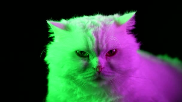 Retrato Gato Esponjoso Estudio Neón Colorido Material Archivo Luz Gatito — Vídeo de stock