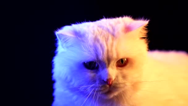 Studioaufnahme Einer Erstaunlichen Katze Auf Schwarzem Hintergrund Farbiges Neonlicht Lustiges — Stockvideo