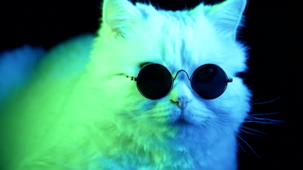 Bocal Gato Close Óculos Escuros Redondos Pretos Animal Sob Luz — Vídeo de Stock