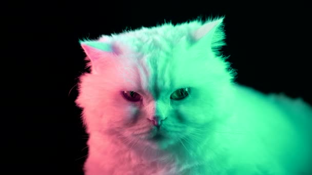 Portré Bolyhos Macskáról Stúdió Neon Színes Fényfelvétel Alaposan Nevelt Belföldi — Stock videók