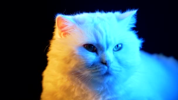Porträt Einer Flauschigen Katze Studio Neonfarbenes Licht Filmmaterial Vollblut Kätzchen — Stockvideo