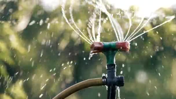 Garden Irrigation System Watering Lawn Grass Flowers Trees Sprinkler Rotating — Stock Video