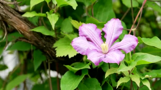 Piękny Fioletowy Kwiat Krzewu Clematis Ogrodzie Roślina Rosnąca Ogródku Drży — Wideo stockowe