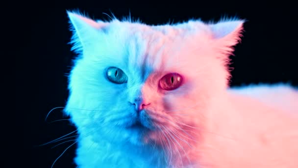 Studioaufnahme Einer Erstaunlichen Katze Auf Schwarzem Hintergrund Farbiges Neonlicht Lustiges — Stockvideo