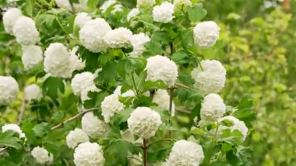 Gyönyörű Viburnum Buldenezh Bokor Remeg Szél Kertben Fehér Virágok Nőnek — Stock videók