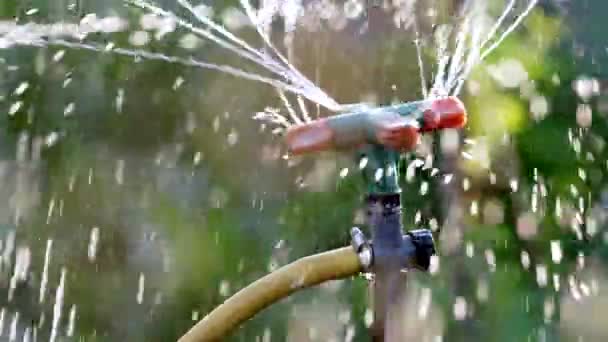 Automatische Besproeiing Van Het Gazon Sprinkler Irrigatie Faciliteiten Bij Zonsondergang — Stockvideo