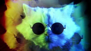 Siyah arka planda yuvarlak güneş gözlüğü takan muhteşem bir kedi. Kaleydoskop bumerang etkisi. Renkli neon ışık. Hoş bir dans kafası, bakımlı bir evcil hayvan. Yüksek kalite 4k görüntü