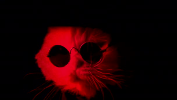 圆形眼镜 红色蓝色警车下的动物闪烁着光芒 毛绒绒的宠物 工作室拍摄 猫的配件 警察的概念 高质量的4K镜头 — 图库视频影像