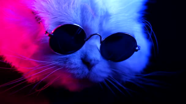 Coole Katze Runder Sonnenbrille Auf Schwarzem Hintergrund Blinkendes Neonlicht Glamour — Stockvideo