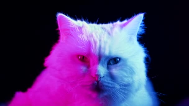 Charming Cat Black Background Colorful Neon Pink Blue Light Cute — Stock Video