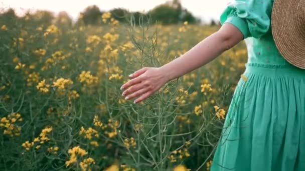 Γυναικείο Χέρι Αγγίζει Κίτρινα Λουλούδια Canola Στο Όμορφο Πεδίο Στο — Αρχείο Βίντεο
