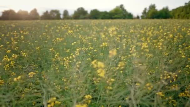 Dolly Πυροβόλησε Του Τομέα Canola Κατά Δύση Του Ηλίου Εναλλακτικές — Αρχείο Βίντεο