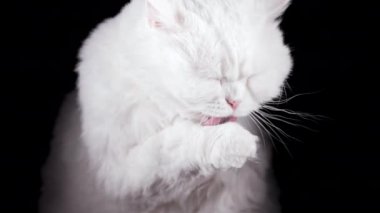 Tatlı beyaz kedi yıkanır, pençesini yalar ve ağzını ovuşturur. Stüdyo görüntüleri. Çekici ev kedisi siyah duvar arka planında poz veriyor. Yüksek kalite 4k görüntü