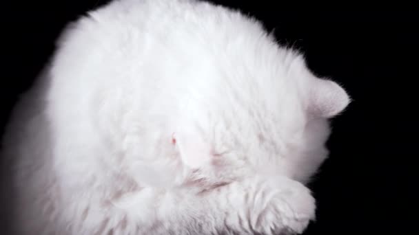甘い白い猫の洗浄 彼の足をなめると鼻をこすり スタジオ映像 魅力的な国内の子猫は黒い壁の背景にポーズ 高品質4K映像 — ストック動画