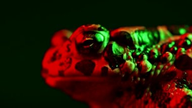 Güzel kara kurbağası yakın çekim gecesi neon renkli ışığın altında. Natterjack nefes alıyor ve kameraya bakıyor. İnanılmaz kurbağa gözlerini kırpar, burun deliklerini karıştırır, makro görüntüler. Karanlık arka plan. 4k