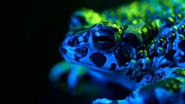 ネオンカラフルな光の下で美しい地上のヒキガエルのクローズアップナイトショット ナッタージャック呼吸とカメラを見て 驚くべきカエルの目が点滅し マクロ映像を攪拌します 暗い背景 — ストック動画