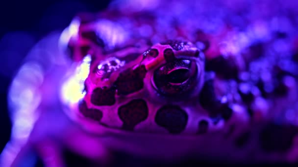 驚くべきカエルの目が点滅し マクロ映像を攪拌します ネオンバイオレットカラフルな光の下で美しい地上のヒキガエルのクローズアップナイトショット ナッタージャック呼吸とカメラを見て 暗い背景 — ストック動画