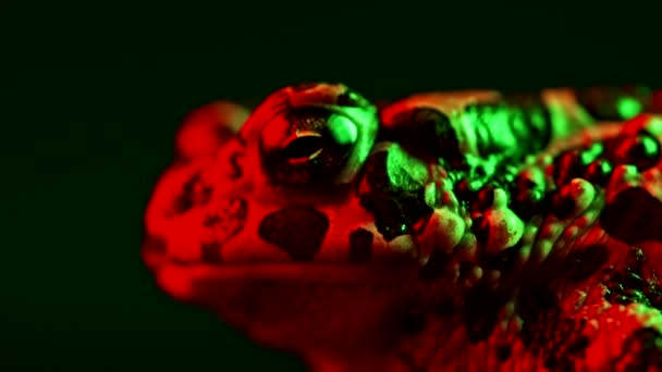 Schöne Erdkröte Nahaufnahme Nacht Aufgenommen Unter Neonfarbenem Licht Natterjack Atmet — Stockvideo