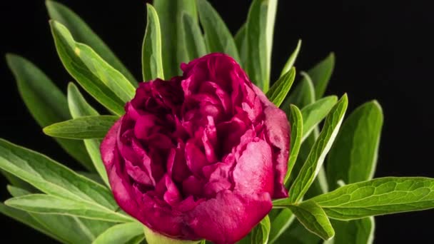 Flor Rosa Peonía Floreciendo Aislada Sobre Fondo Negro Flor Vista — Vídeo de stock