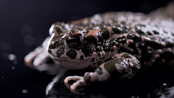 Amazing Frog Blinks Eyes Stirs Nostrils Macro Beautiful Ground Toad — Stock Video