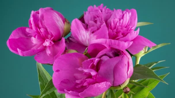 Ροζ Μπουκέτο Λουλούδια Παιώνιες Ανθίζουν Μπλε Φόντο Άνθος Θέα Στη — Αρχείο Βίντεο