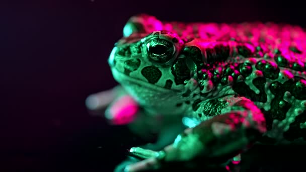 Increíble Rana Parpadea Ojos Agita Fosas Nasales Metraje Macro Hermoso — Vídeo de stock